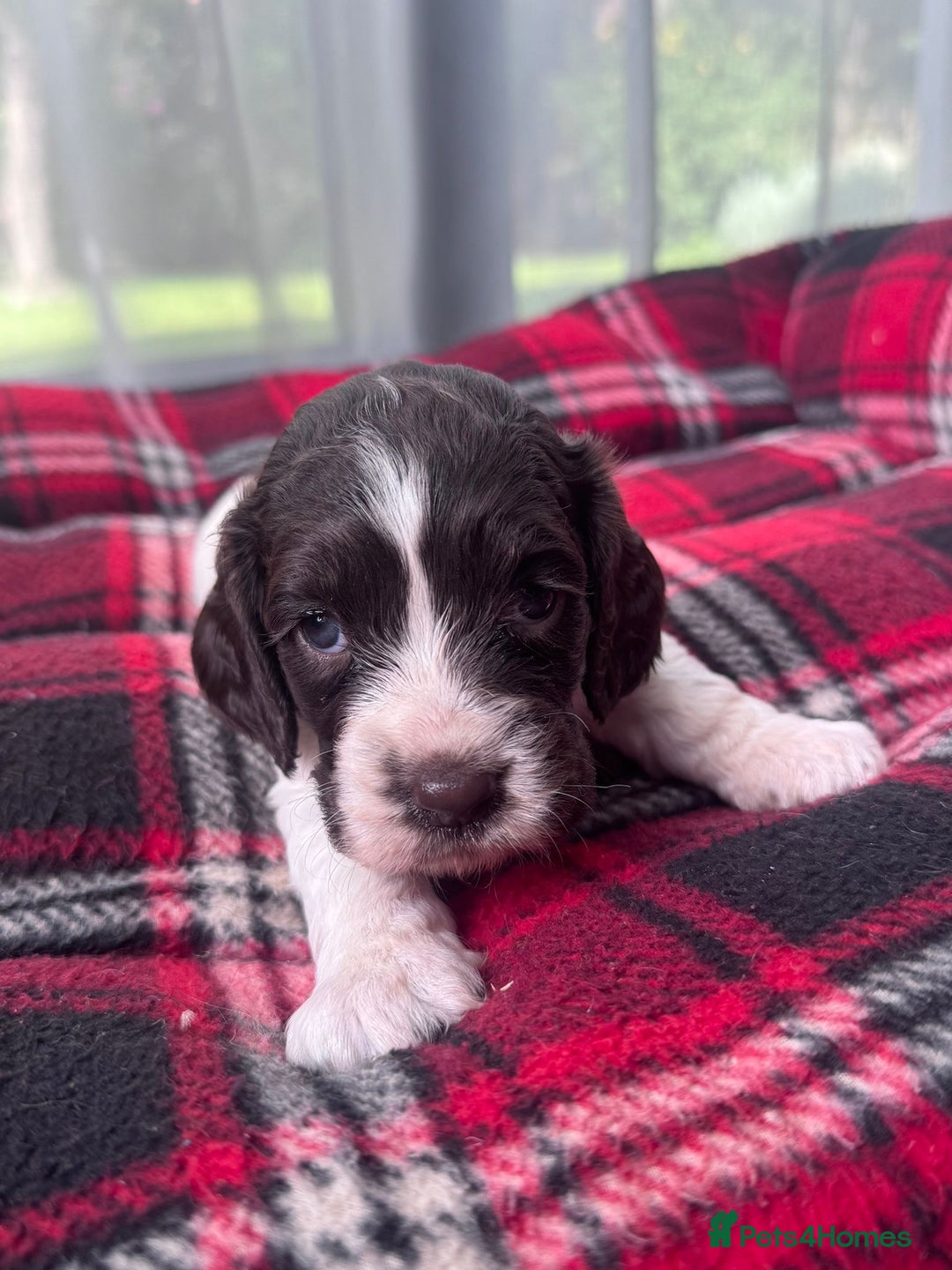 Cocker Spaniel dogs for sale: Cocker spaniel puppies  - Image 11