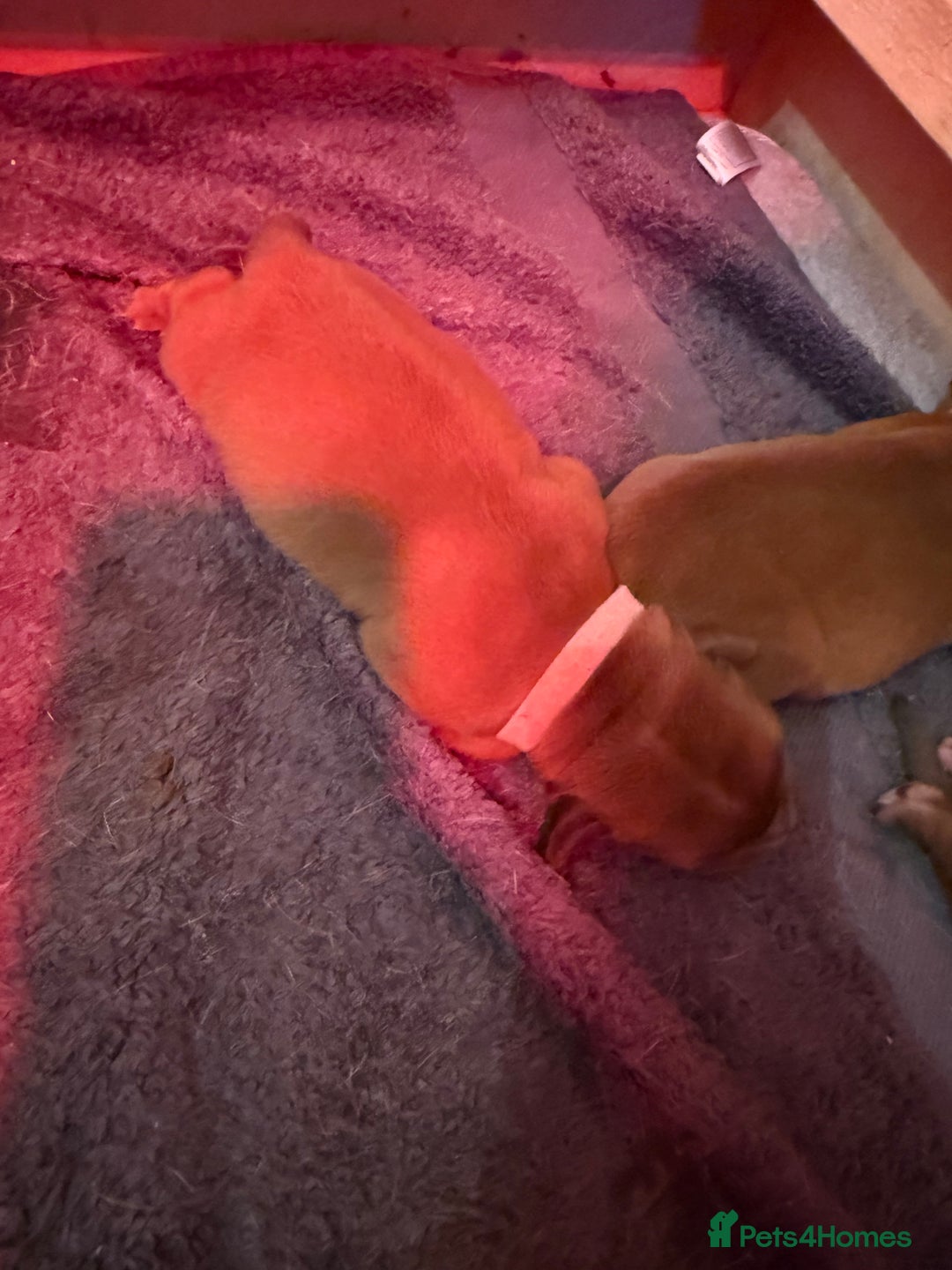 Dogue De Bordeaux dogs for sale: DOGUE DE BORDEAUX PUPPIES AVAILABLE 16/03/26 - Advert 30