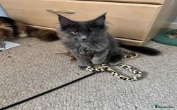 Maine Coon cats for sale: Stunning Maine Coon Kittens (Tica Registered)  in Colchester - Image 24