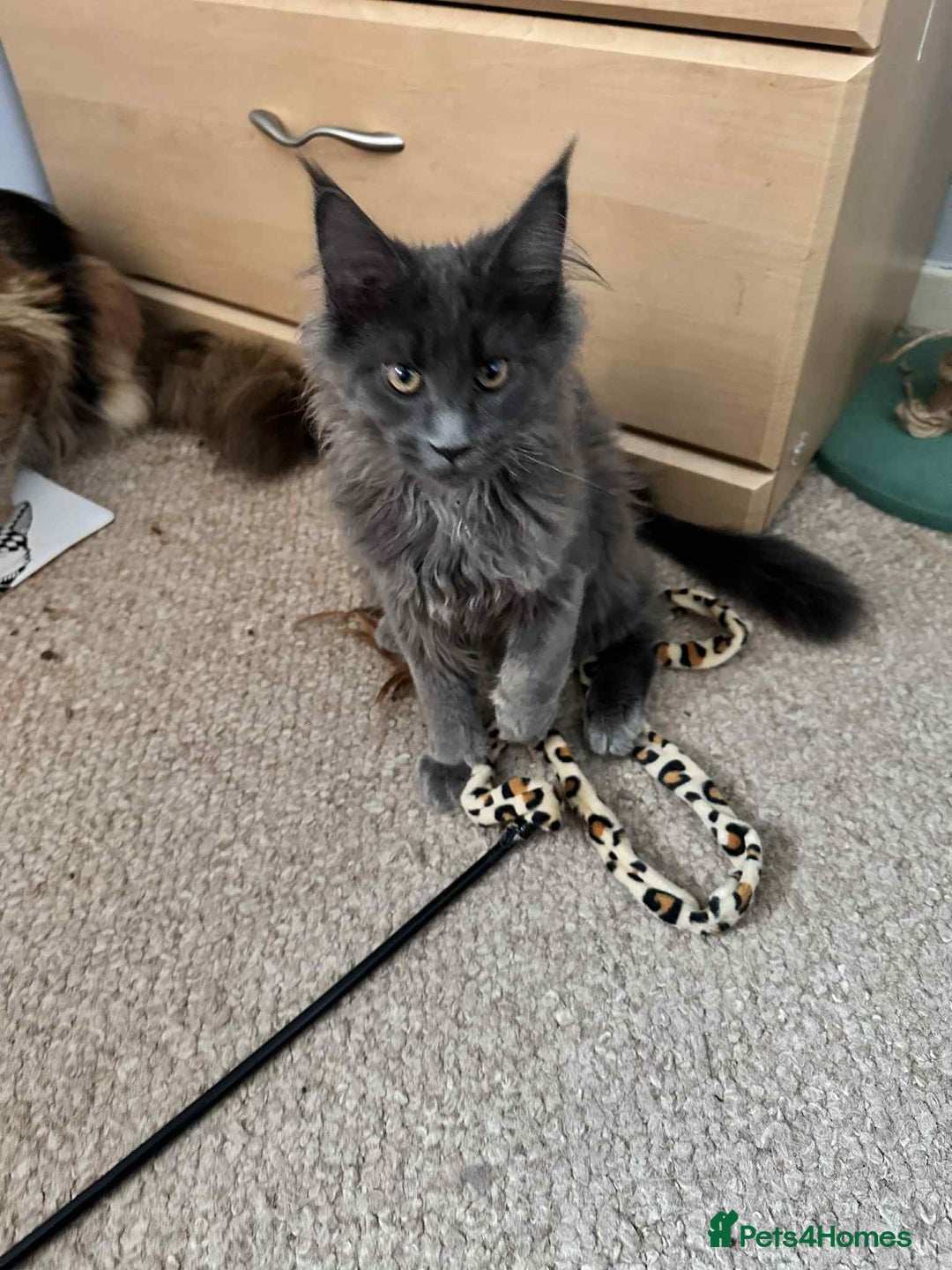 Maine Coon cats for sale: Stunning Maine Coon Kittens (Tica Registered)  in Colchester - Image 24