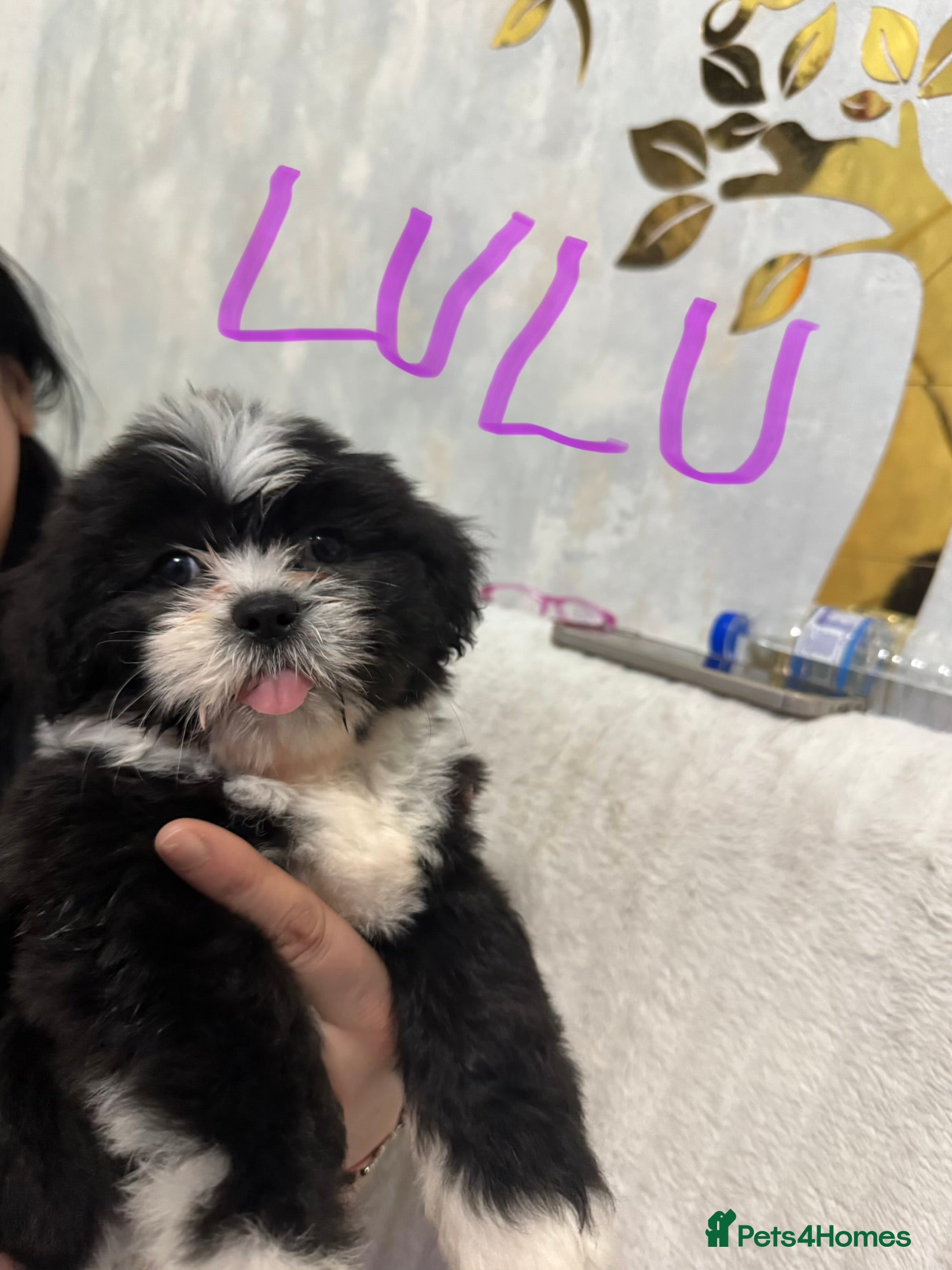 Shih Tzu dogs Beautiful Shih Tzu puppies  - Advert 14