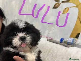 Shih Tzu dogs Beautiful Shih Tzu puppies - Advert 14