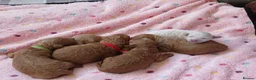 Poochon dogs for sale: Darling Winnie in Leatherhead - Advert 2