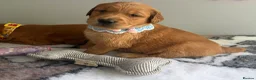 Golden Retriever dogs for sale: Ready Now 😊 gorgeous golden retriever puppies  - Advert 10