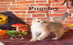 British Shorthair cats for sale: Superb pedigree show quality kittens - Image 19