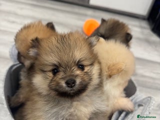 Pomeranian dogs - Advert 30