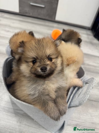 Pomeranian dogs - Advert 6