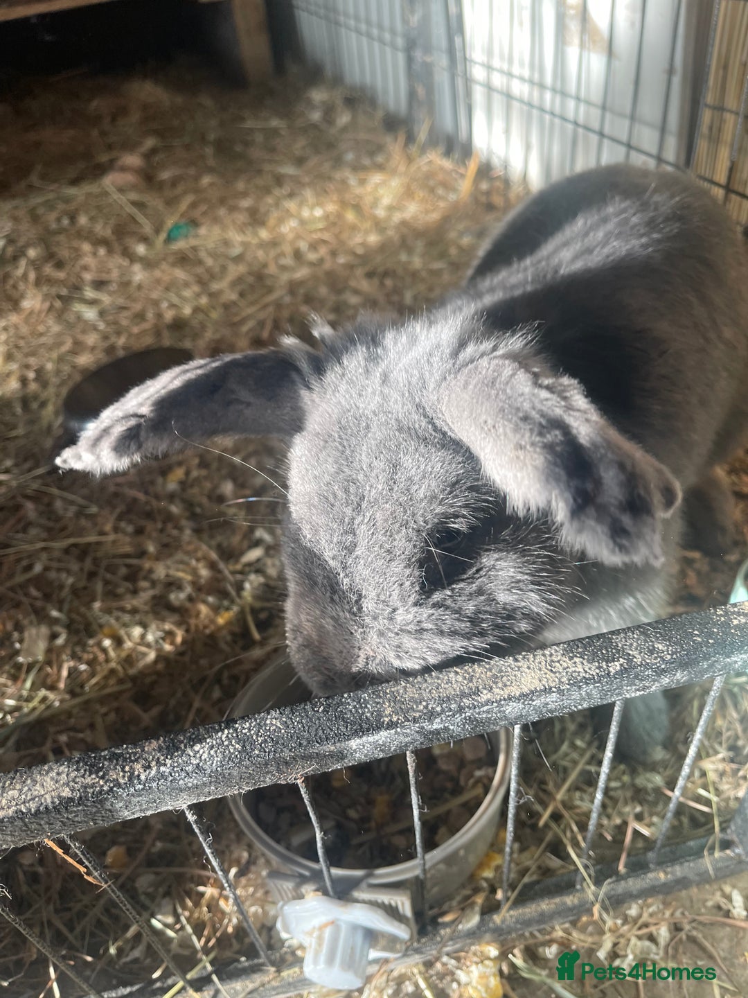 Mini Lop rabbits for sale: Mini lops - Advert 11