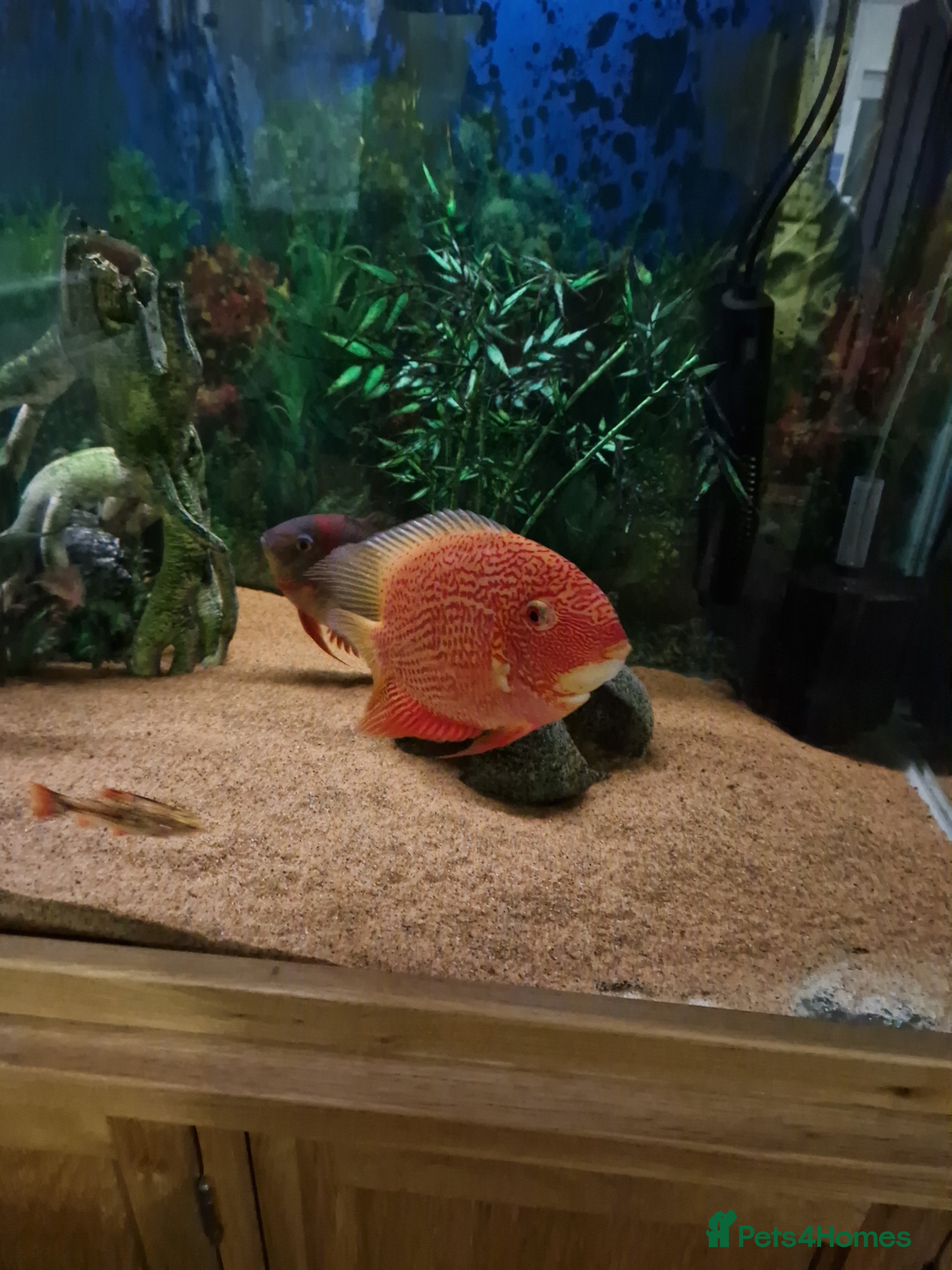 Cichlids fish Chiclids  - Advert 4