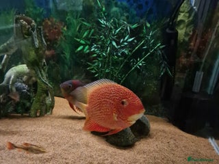 Cichlids fish Chiclids - Advert 2