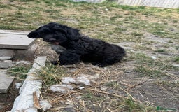 Shihpoo dogs for sale: 4 shihpoo males ready now in Telford - Image 23