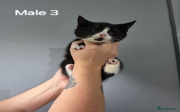Mixed Breed cats for sale: British short hair cross breed kittens  - Image 3