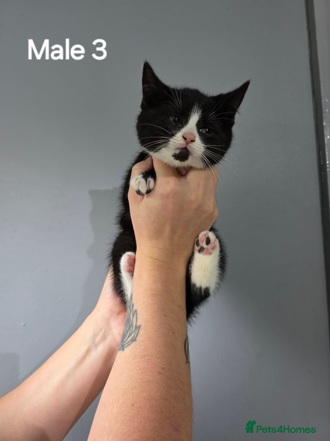 Mixed Breed cats for sale: British short hair cross breed kittens  - Image 3
