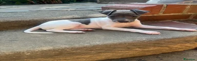 Italian Greyhound 1
