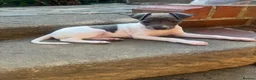 Italian Greyhound dogs for sale: Stunning KC Registered Ready Now - Advert 1