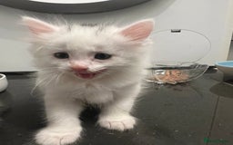 Mixed Breed cats for sale: Healthy & Playful Kittens - Image 11