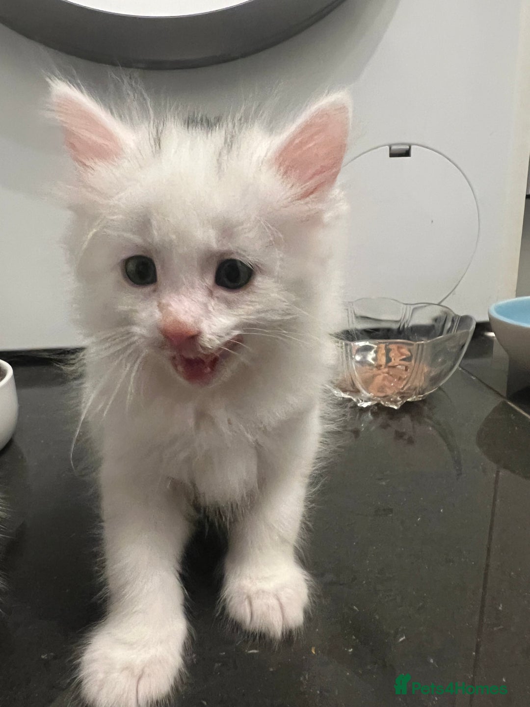 Mixed Breed cats for sale: Healthy & Playful Kittens - Image 11