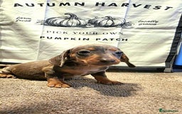 Dachshund dogs for sale: Beautiful miniature dachshunds for sale - Image 6