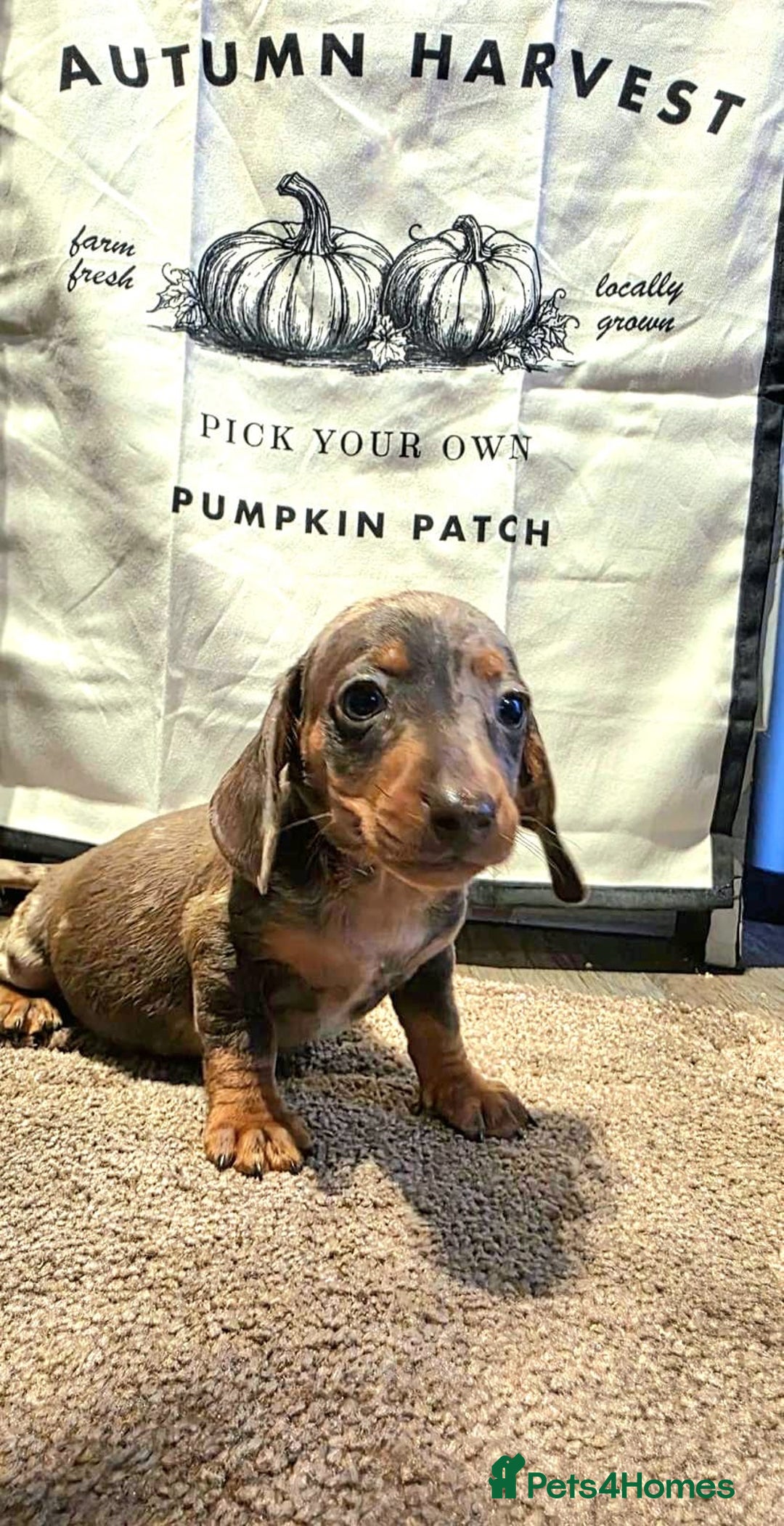 Dachshund dogs for sale: Beautiful miniature dachshunds for sale - Image 6