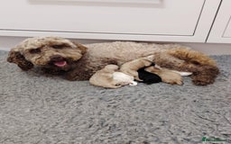 Cockapoo dogs for stud: Chester our F1 Proven cockapoo in Barnsley - Image 10