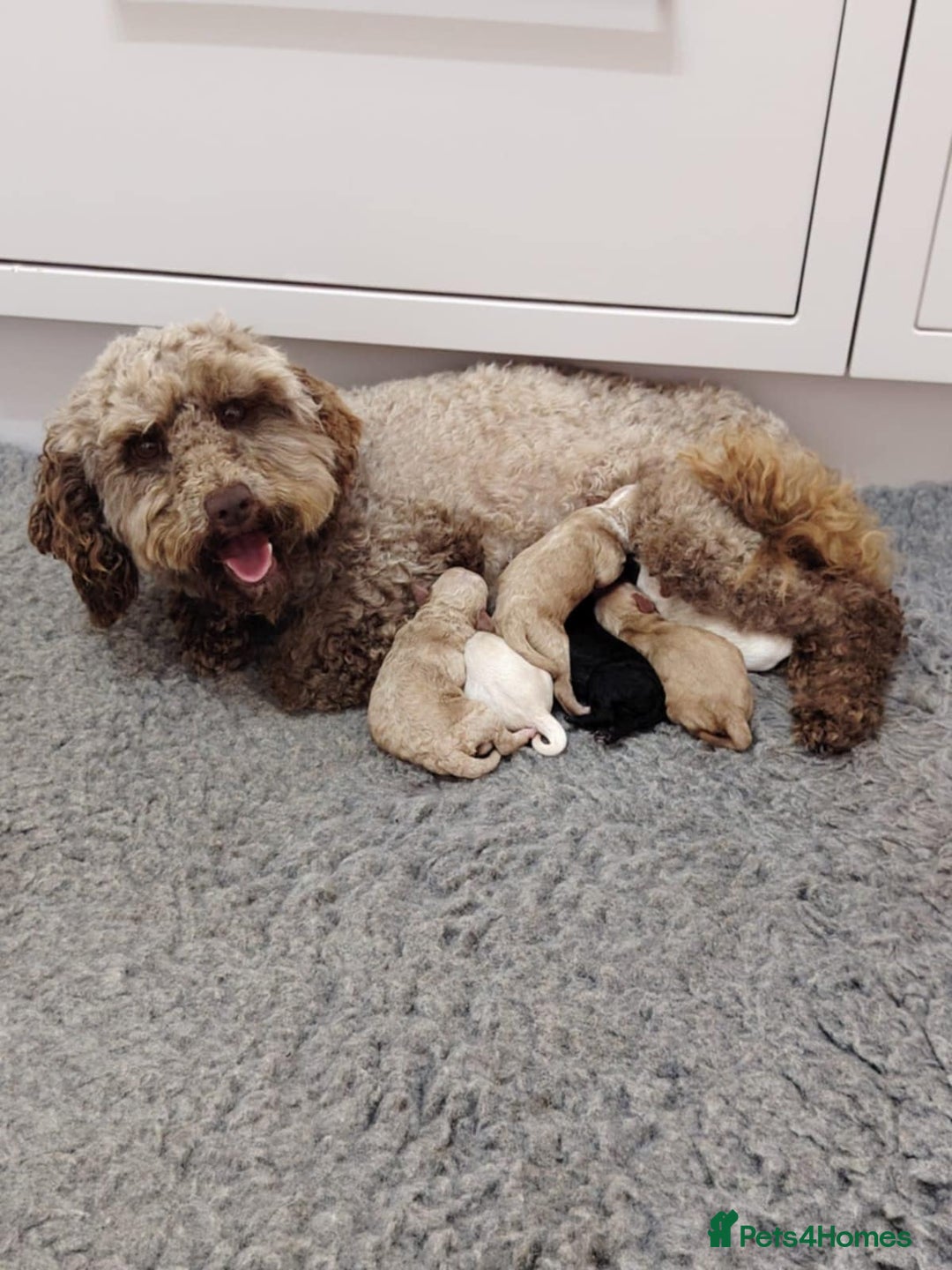Cockapoo dogs for stud: Chester our F1 Proven cockapoo in Barnsley - Image 10