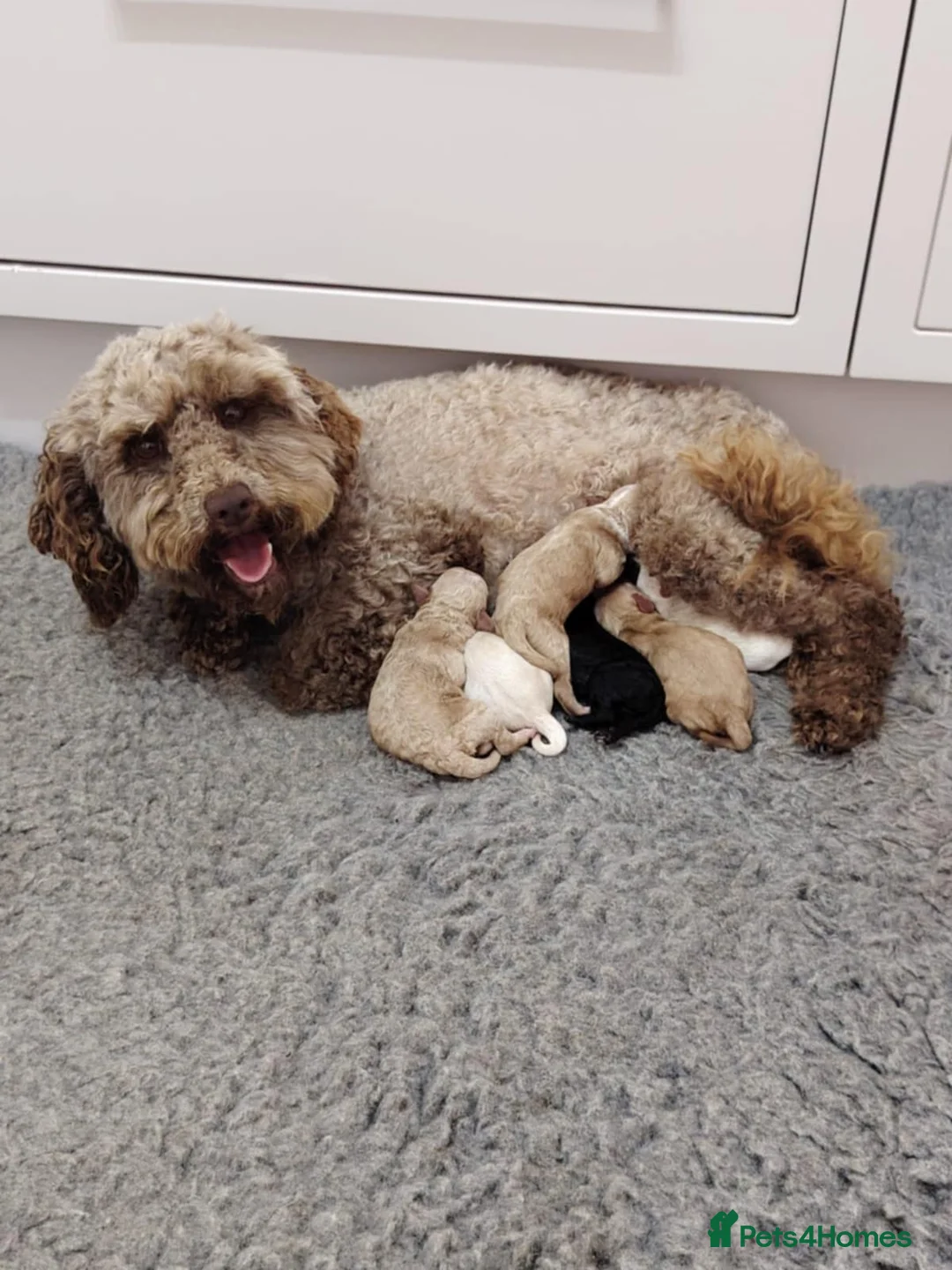 Cockapoo dogs for stud: Chester our F1 Proven cockapoo in Barnsley - Advert 11