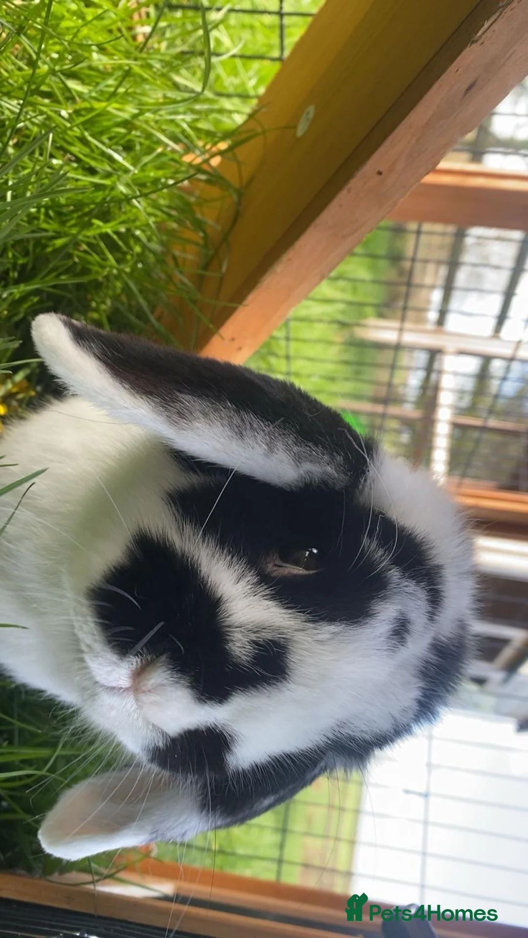 English Lop rabbits for sale: Male Rabbit in Whitchurch - Advert 2