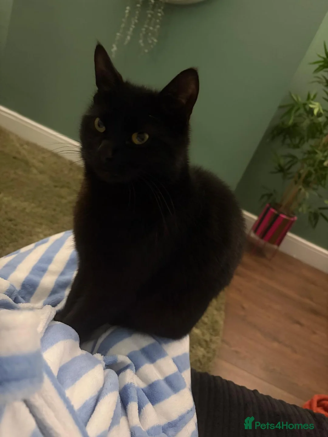 Mixed Breed cats for sale: Black female cat Luna in Huddersfield - Advert 3