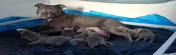 Staffordshire Bull Terrier dogs for sale: Beautiful KC Blue Staffordshire Bull Terrier Pups - Advert 15