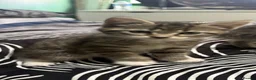 British Shorthair cats for sale: Kitten in Cardiff - Advert 3