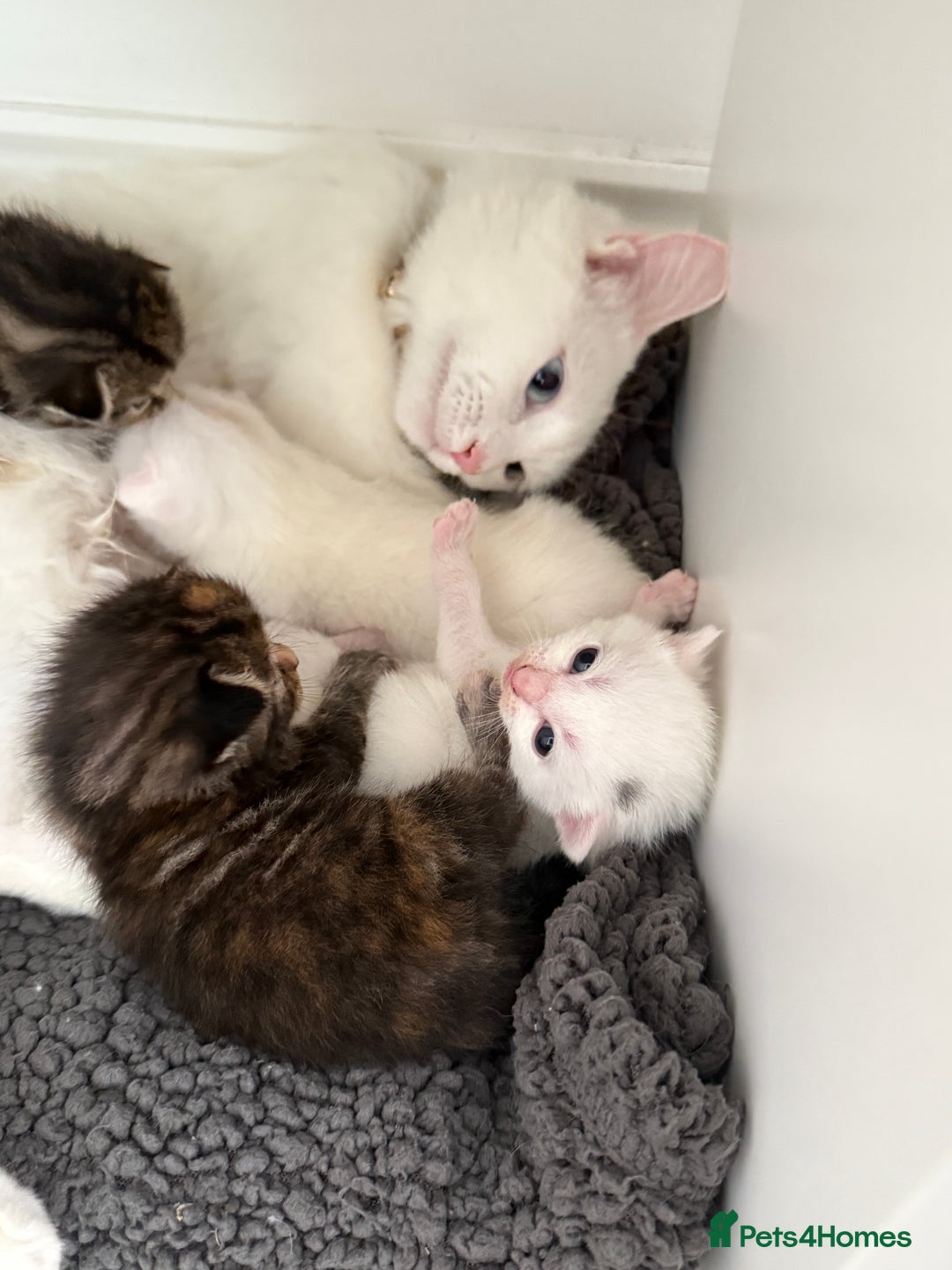 Turkish Angora cats for sale: 4 Beautiful Turkish Angora Mix Kittens - Image 9