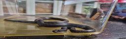 Snake reptiles for sale: Black African House Snake - Advert 5