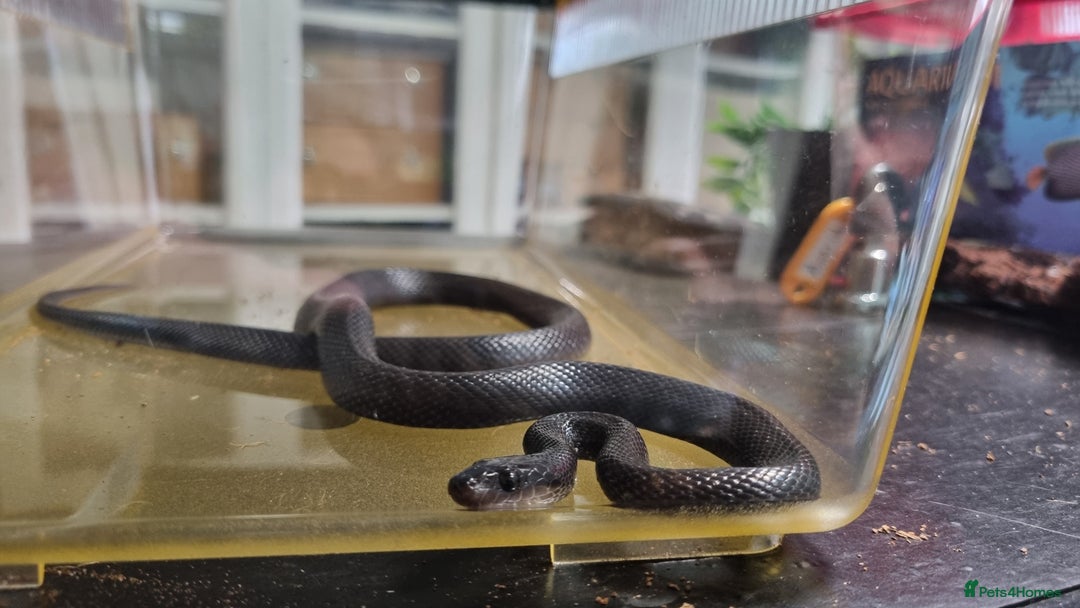 Snake reptiles for sale: Black African House Snake - Advert 5