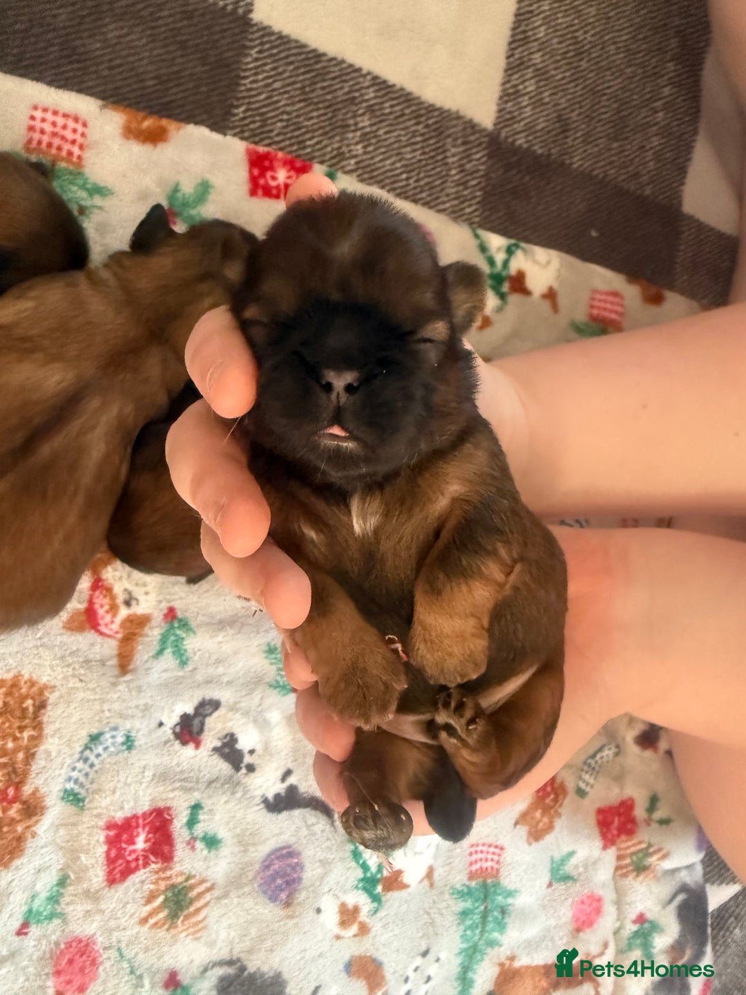 Shih Tzu dogs for sale: Gorgeous Shih Tzu Babies, ready from 14 Febuary.  - Advert 6