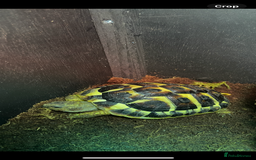Hermann Tortoise reptiles for sale: Testudo Hermanns Tortoise  - Image 4