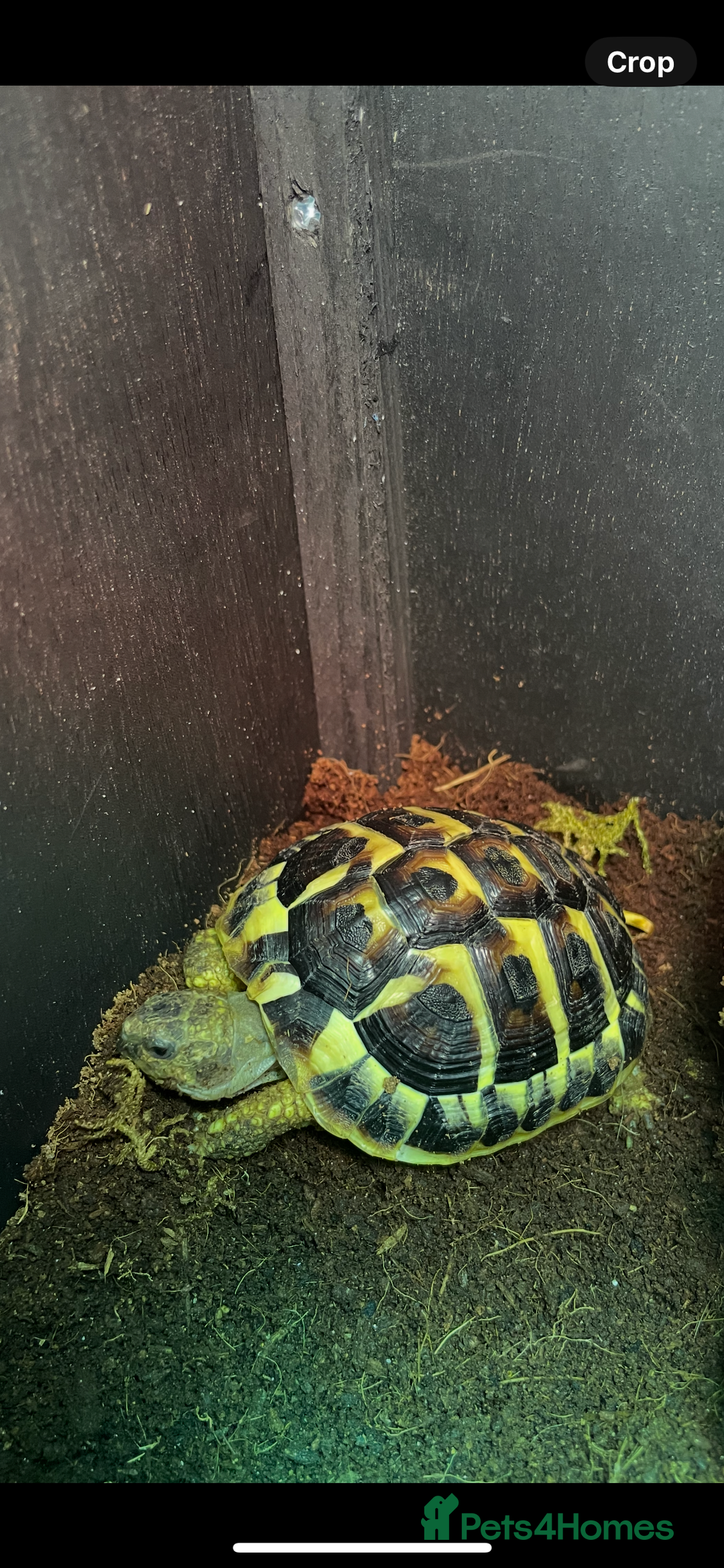 Hermann Tortoise reptiles for sale: Testudo Hermanns Tortoise  - Image 4