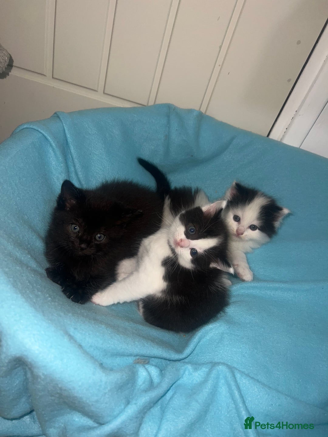 Ragdoll cats for sale: (2 GIRLS LEFT) 3 BiColour Ragdoll Ready in 3Weeks - Image 12