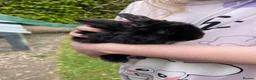 Mini Lop rabbits for sale: Mini Lop Pure Breed - 2 Black Female - Advert 2