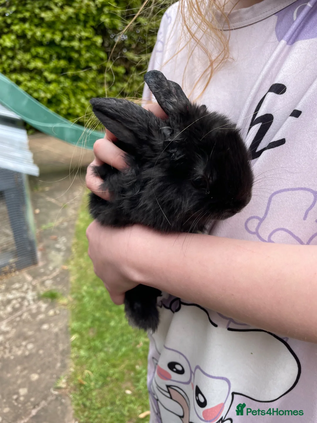 Mini Lop rabbits for sale: Mini Lop Pure Breed - 2 Black Female - Advert 2