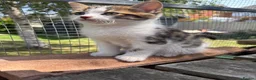 Mixed Breed cats for sale: Beautiful bengal cross kittens in Abbots Langley - Advert 13