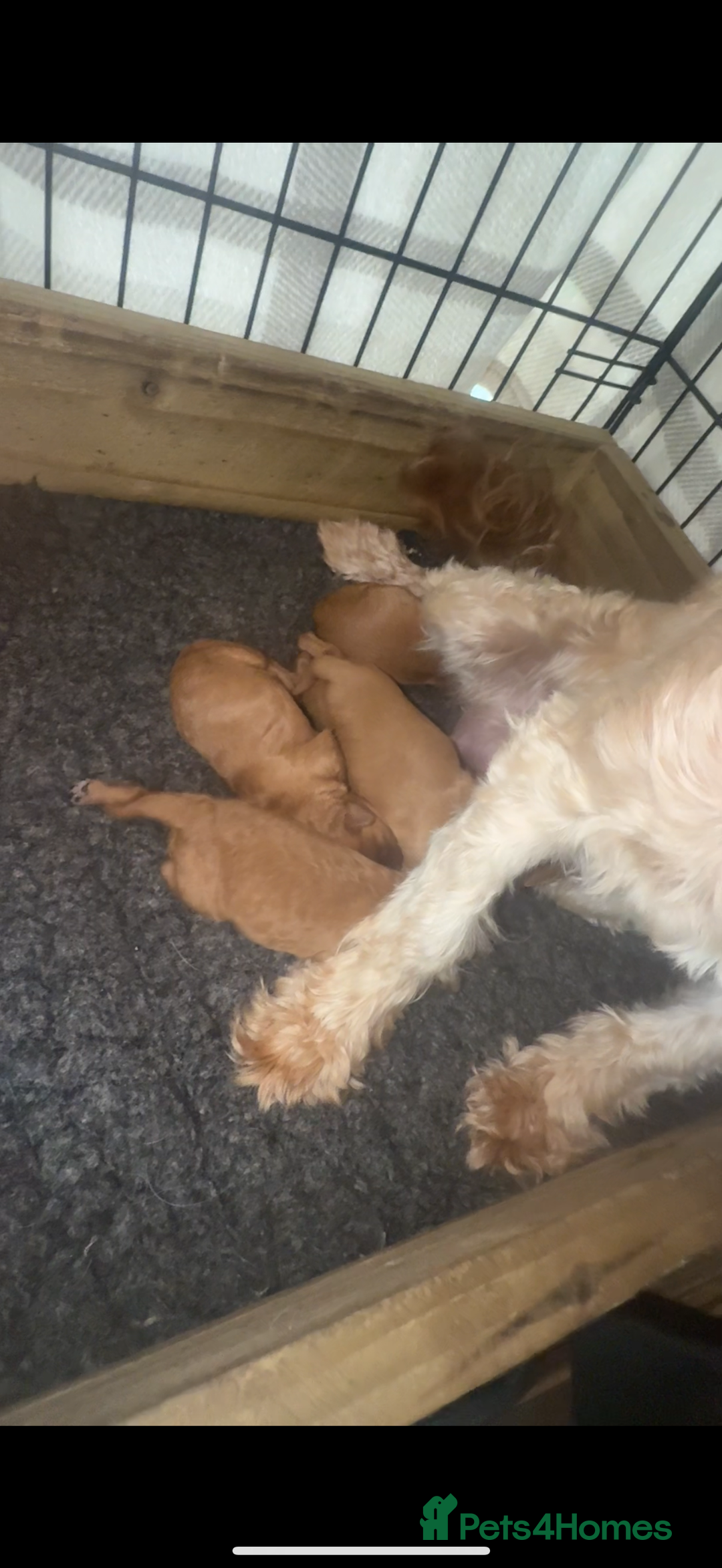 Cavapoo dogs for sale: Tiny Cavapoo puppies - Image 9