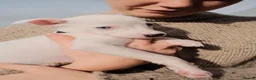 Whippet dogs for sale: Heart and DNA tested Blue Parti Whippet Puppies. - Advert 12