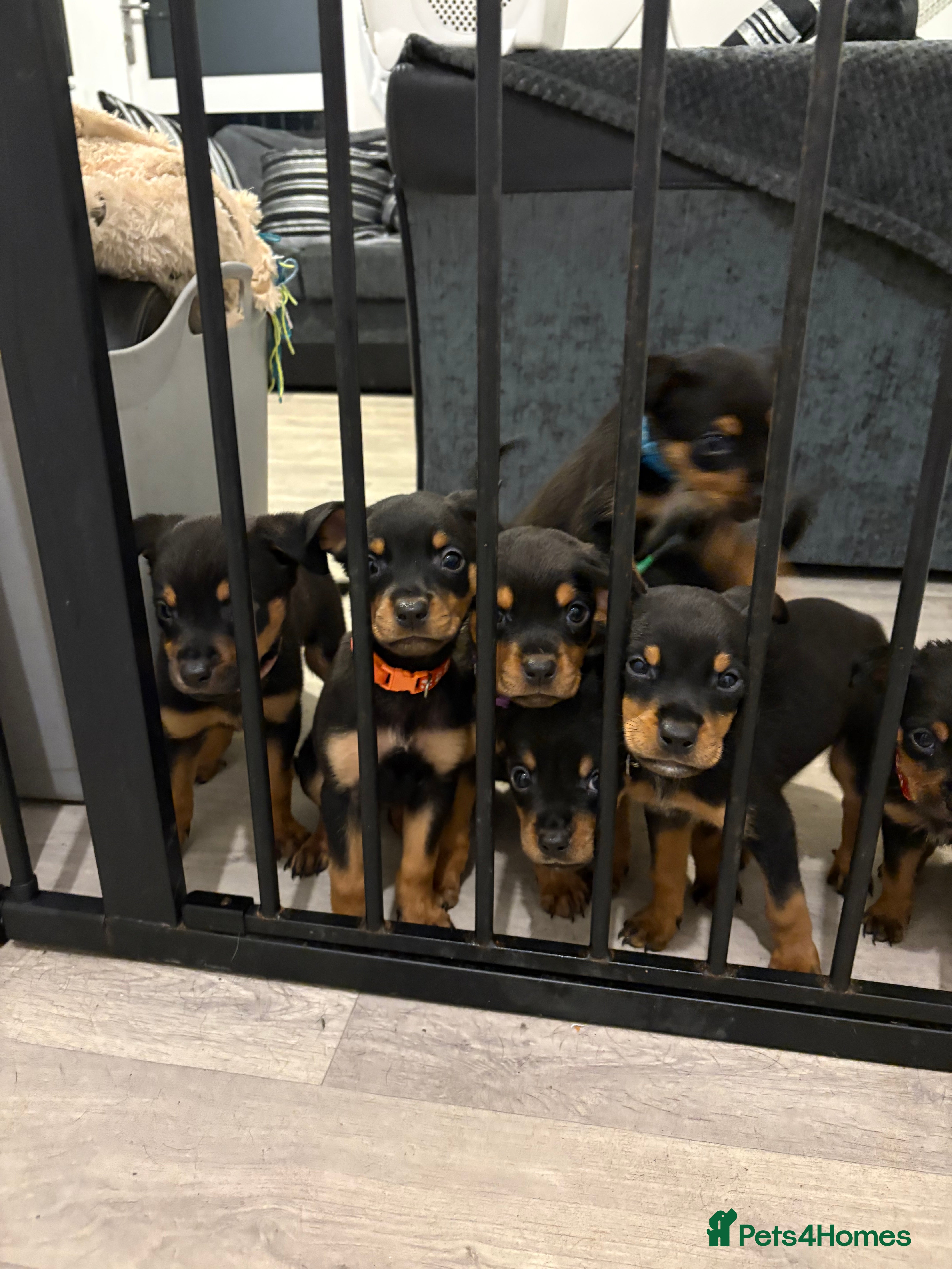 Rottweiler dogs Rottweiler puppies ready to leave now !!!! - Advert 4