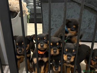Rottweiler dogs Rottweiler puppies (American Rottweiler) - Advert 6