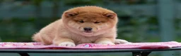 Japanese Shiba Inu dogs for sale: Elite Japanese Shiba Inu puppies, pure excellence - Advert 3