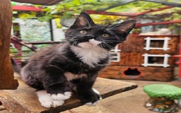 Maine Coon cats for sale: BLACK AND WHITE Maine Coons  - Image 2