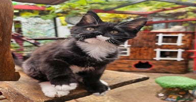 Maine Coon cats - Advert 1