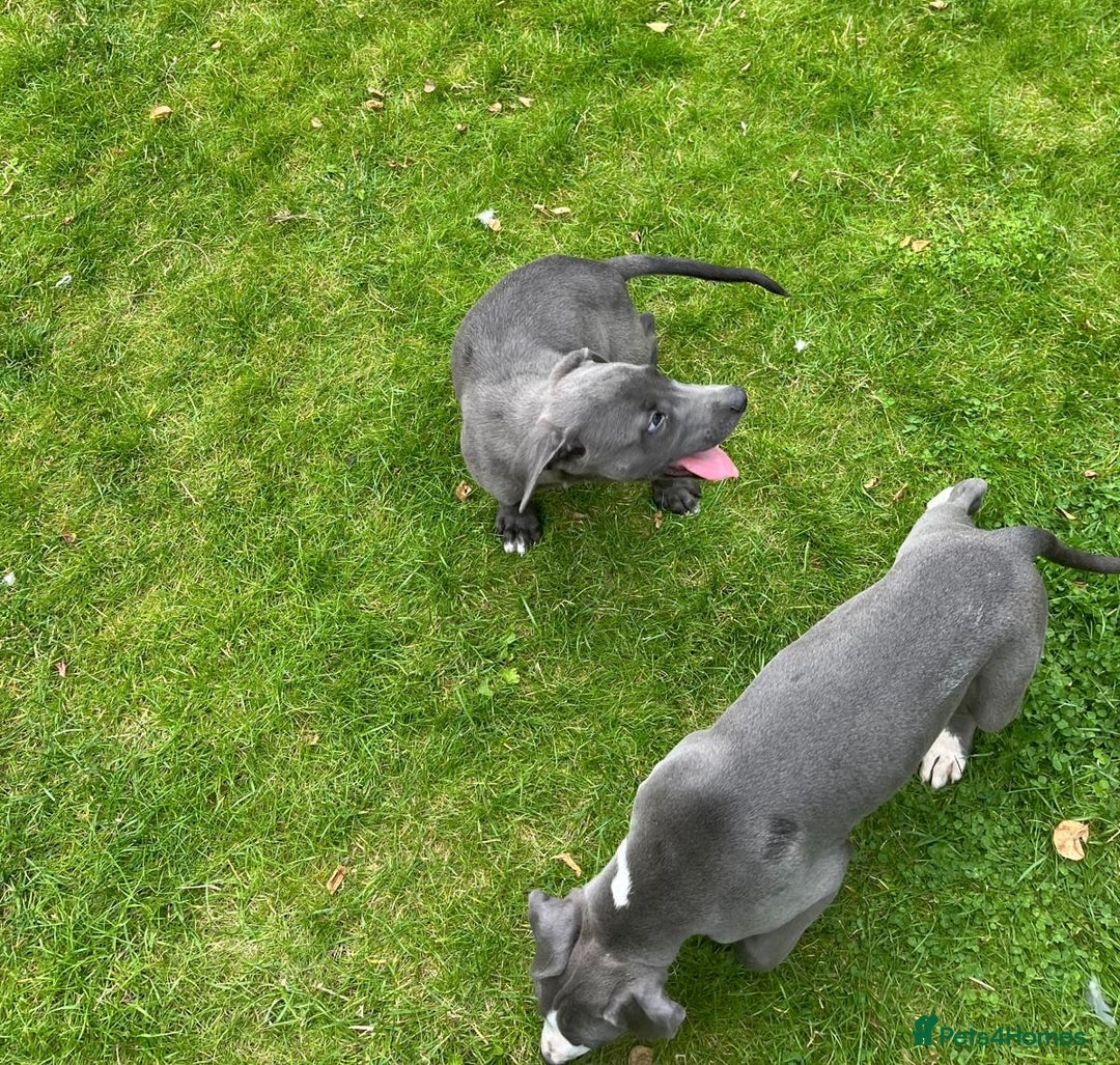 Mixed Breed dogs for sale: Collie saluki whippet puppies  - Image 20