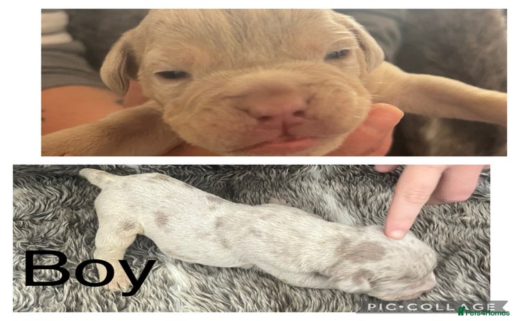 Olde English Bulldogge dogs - Advert 1