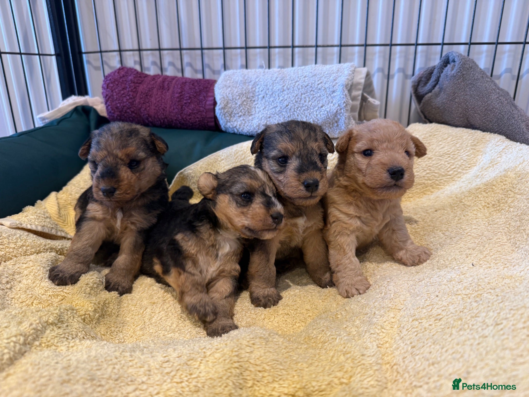 Lakeland Terrier dogs Lakeland Terrier Puppies - Advert 1